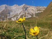 64 Fiori gialli con Arera